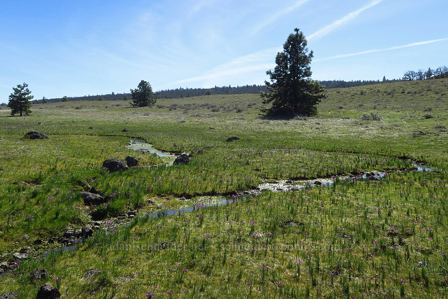 seasonal stream & grass-widows (Olsynium douglasii) [Chenoweth Tableland, Wasco County, Oregon]