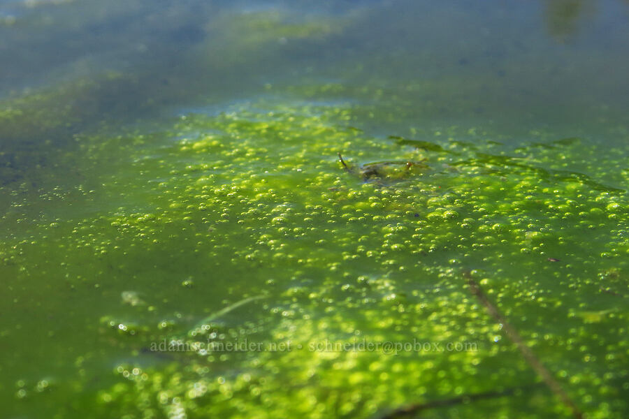 bubbles in algae [Chenoweth Tableland, Wasco County, Oregon]