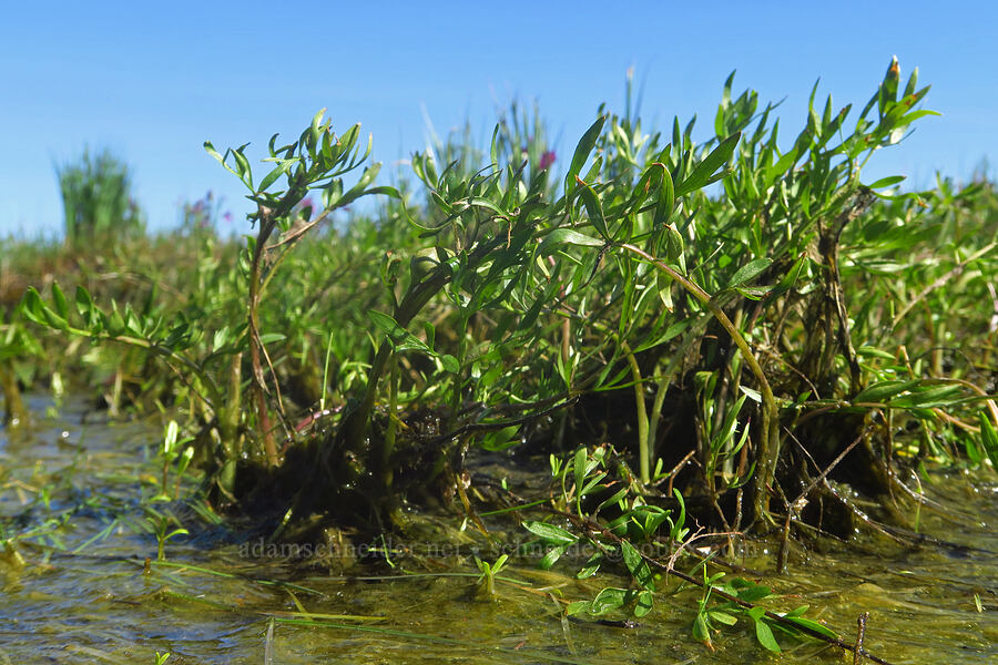 Gairdner's yampah leaves (Perideridia gairdneri) [Chenoweth Tableland, Wasco County, Oregon]