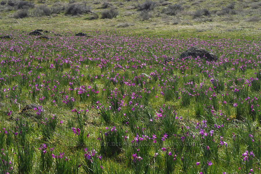 grass-widows (Olsynium douglasii) [Chenoweth Tableland, Wasco County, Oregon]