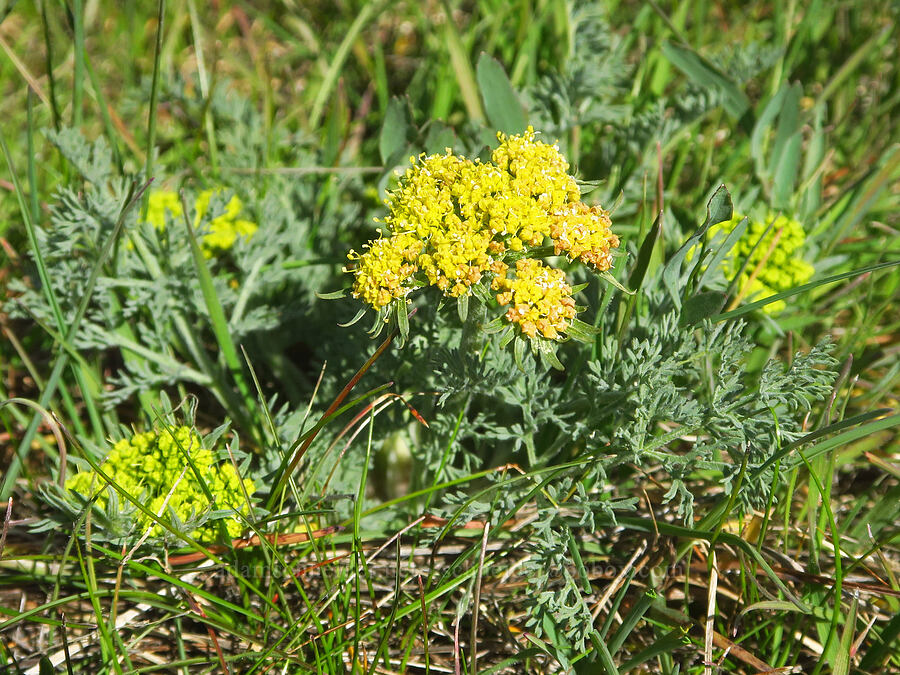 big-seed biscuitroot (Lomatium macrocarpum) [Chenoweth Tableland, Wasco County, Oregon]