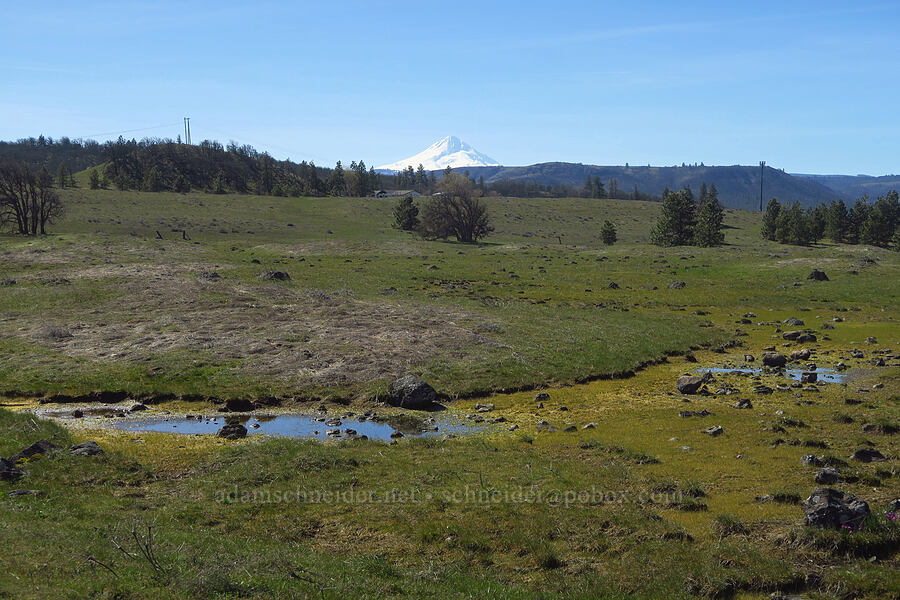 Mount Hood & vernal pools [Chenoweth Tableland, Wasco County, Oregon]