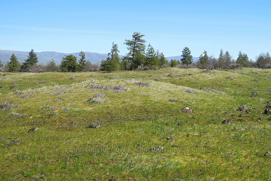 Mima mounds [Chenoweth Tableland, Wasco County, Oregon]