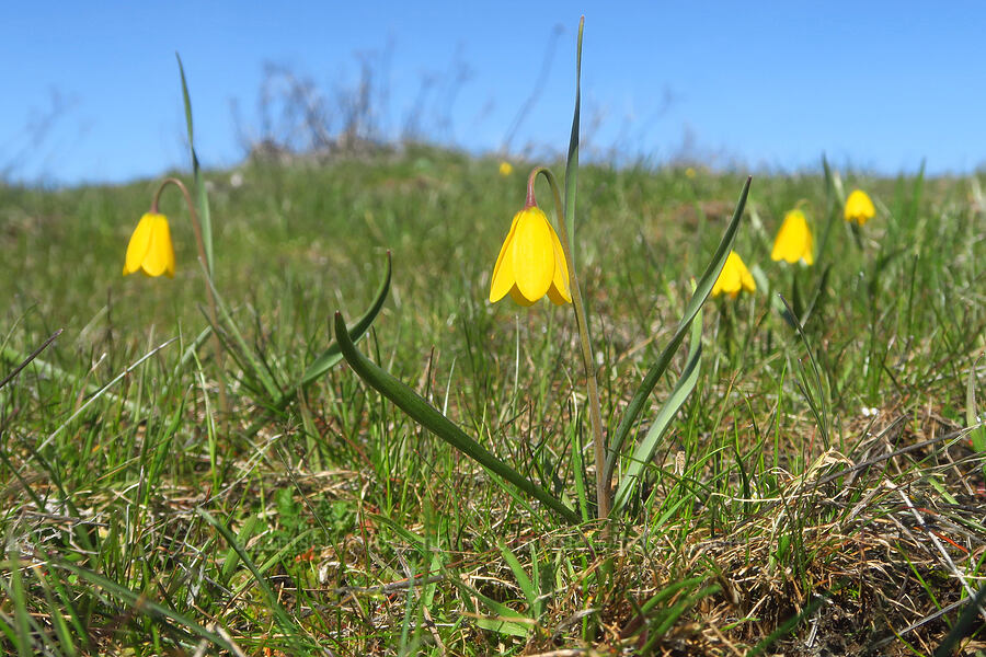 yellow bells (Fritillaria pudica) [Chenoweth Tableland, Wasco County, Oregon]