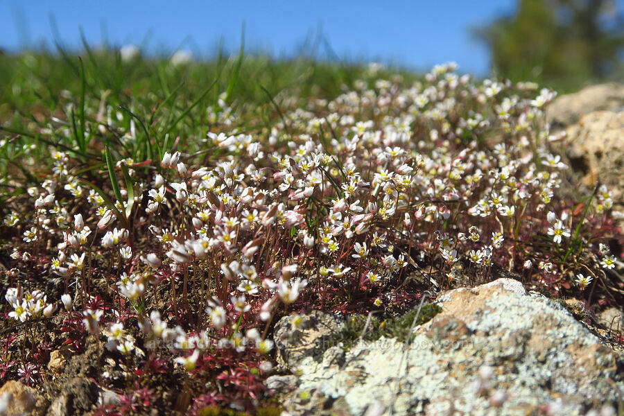 spring draba (Draba verna) [Chenoweth Tableland, Wasco County, Oregon]