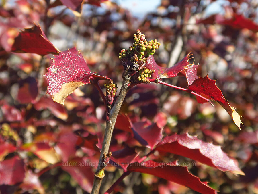 shining Oregon-grape, budding (Mahonia aquifolium (Berberis aquifolium)) [Chenoweth Tableland, Wasco County, Oregon]