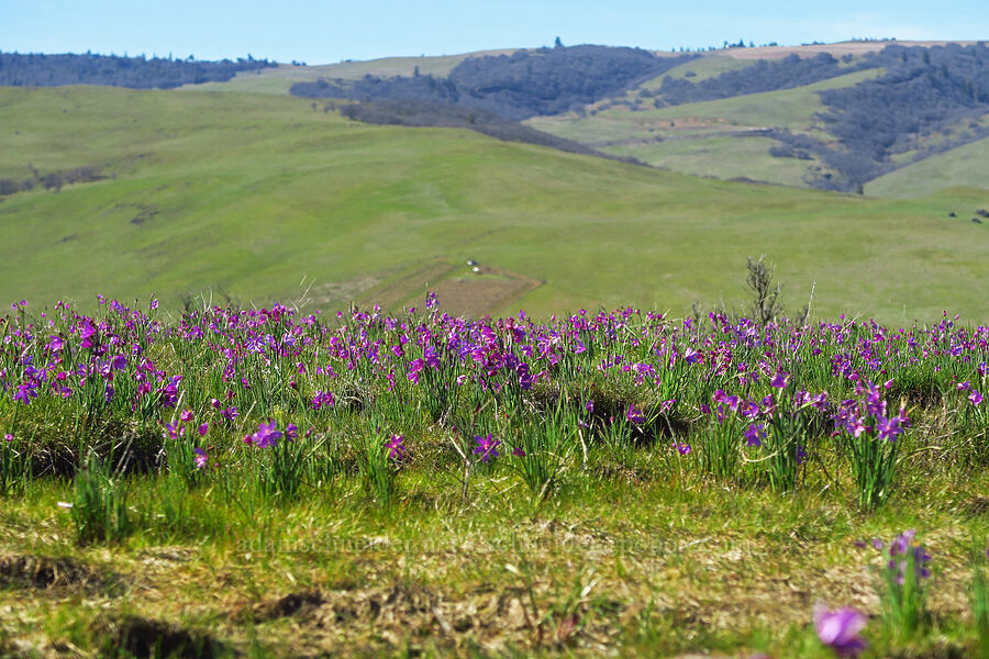 grass-widows (Olsynium douglasii) [Chenoweth Tableland, Wasco County, Oregon]