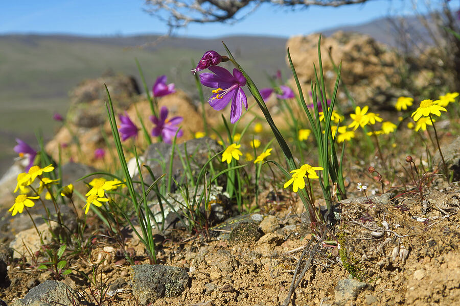 grass-widows & gold stars (Olsynium douglasii, Crocidium multicaule) [Chenoweth Tableland, Wasco County, Oregon]