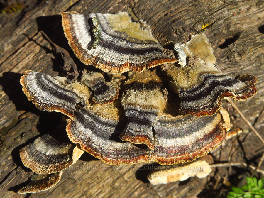 turkey-tail fungus (Trametes versicolor) [Chenoweth Tableland, Wasco County, Oregon]