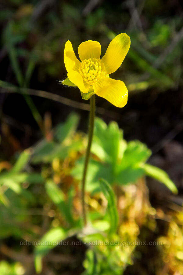 western buttercup (Ranunculus occidentalis) [Chenoweth Tableland, Wasco County, Oregon]