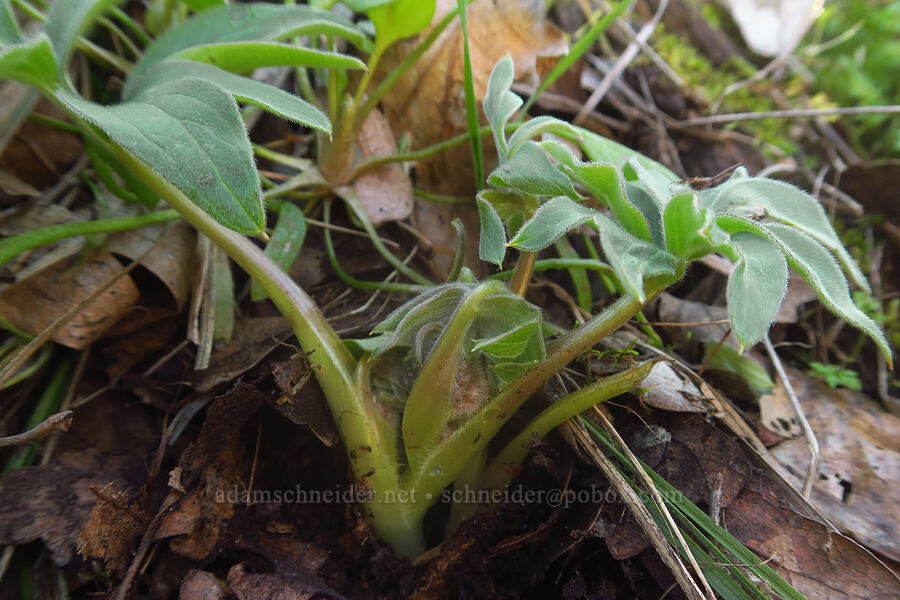 ball-head waterleaf leaves (Hydrophyllum capitatum var. thompsonii) [Chenoweth Tableland, Wasco County, Oregon]