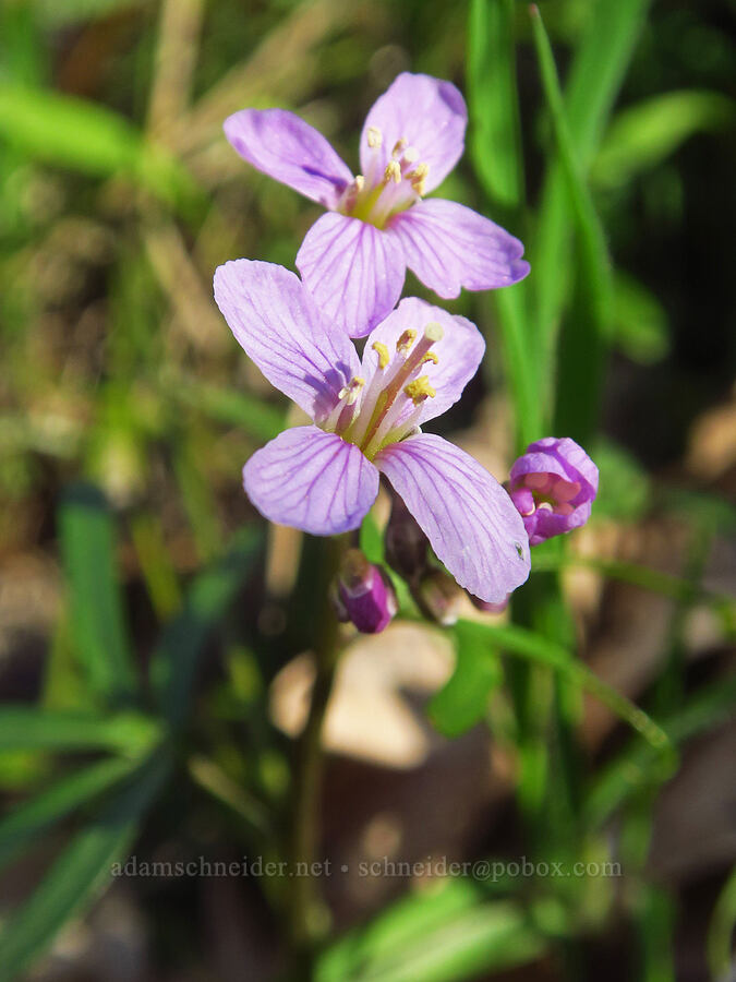 oaks toothwort (Cardamine nuttallii) [Chenoweth Tableland, Wasco County, Oregon]