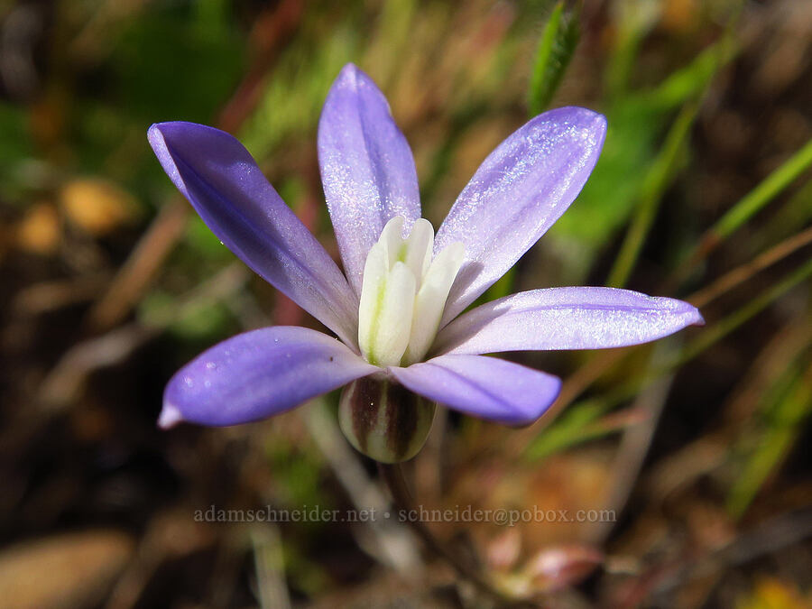 vernal pool brodiaea (Brodiaea nana) [Sacramento River Bend Outstanding Natural Area, Shasta County, California]