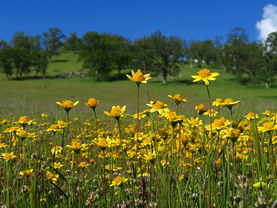 gold-fields (Lasthenia sp.) [Sacramento River Bend Outstanding Natural Area, Shasta County, California]