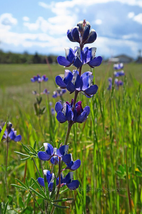 sky lupine (Lupinus nanus) [Sacramento River Bend Outstanding Natural Area, Shasta County, California]