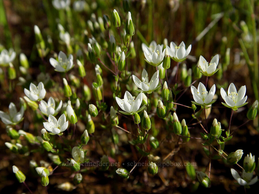 California sandwort (Minuartia californica (Sabulina californica)) [Sacramento River Bend Outstanding Natural Area, Shasta County, California]