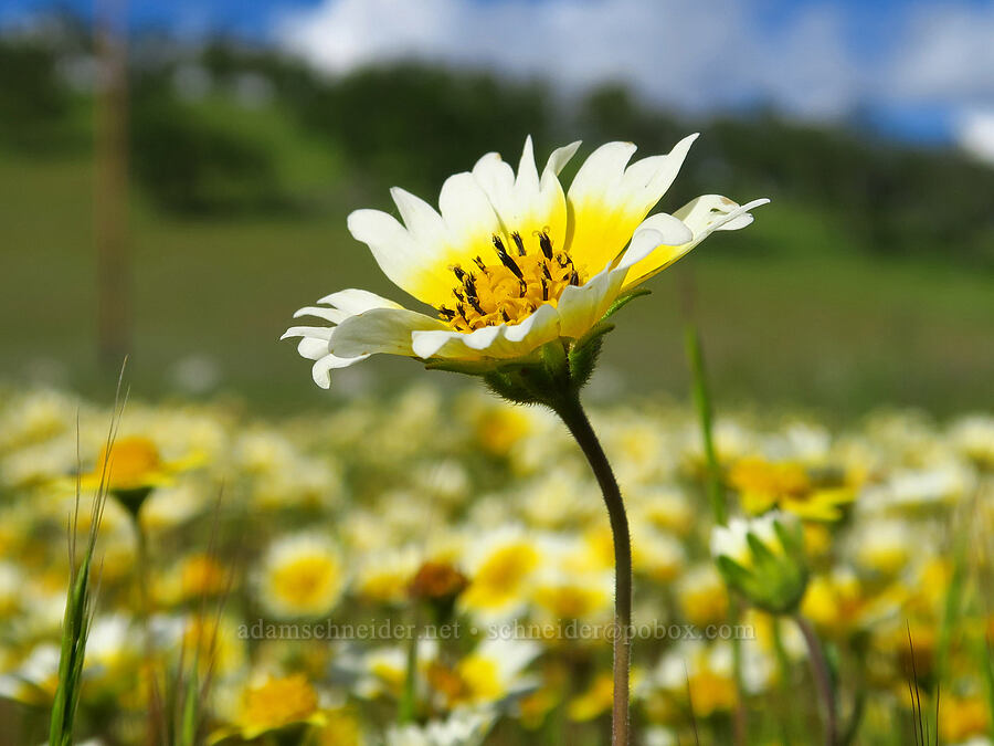 Fremont's tidy-tips (Layia fremontii) [Sacramento River Bend Outstanding Natural Area, Shasta County, California]