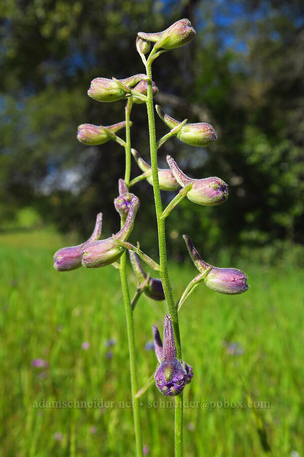 royal larkspur, budding (Delphinium variegatum) [Sacramento River Bend Outstanding Natural Area, Shasta County, California]