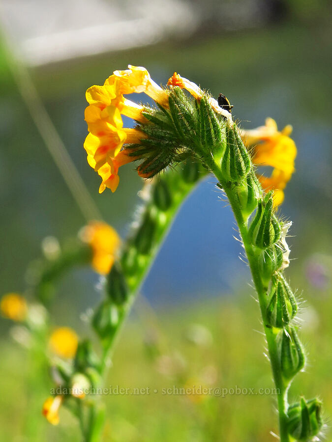 fiddleneck (Amsinckia intermedia (Amsinckia menziesii var. intermedia)) [Sacramento River Bend Outstanding Natural Area, Shasta County, California]