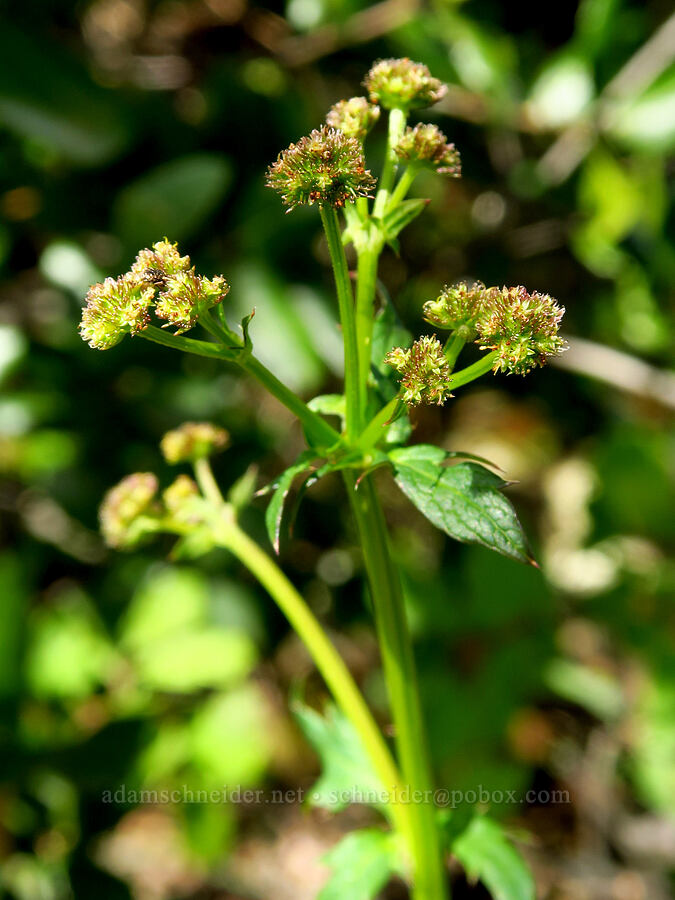 Pacific sanicle (Sanicula crassicaulis) [Sacramento River Bend Outstanding Natural Area, Shasta County, California]