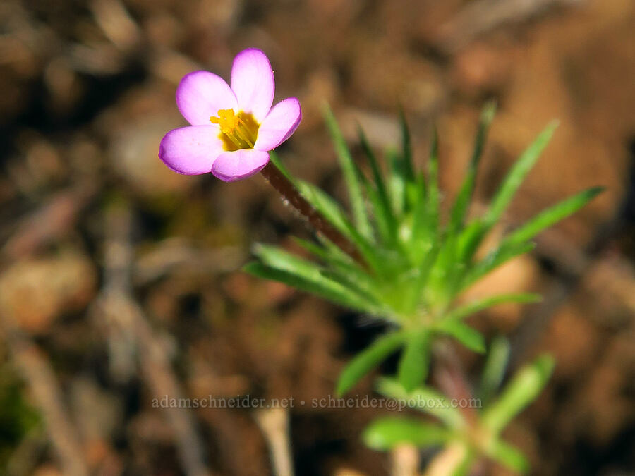 true baby-star (Leptosiphon bicolor (Linanthus bicolor)) [Sacramento River Bend Outstanding Natural Area, Shasta County, California]