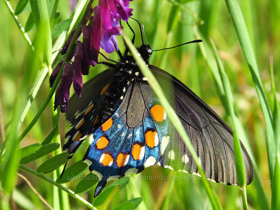 pipevine swallowtail butterfly on woolly vetch (Battus philenor, Vicia villosa) [Sacramento River Bend Outstanding Natural Area, Shasta County, California]