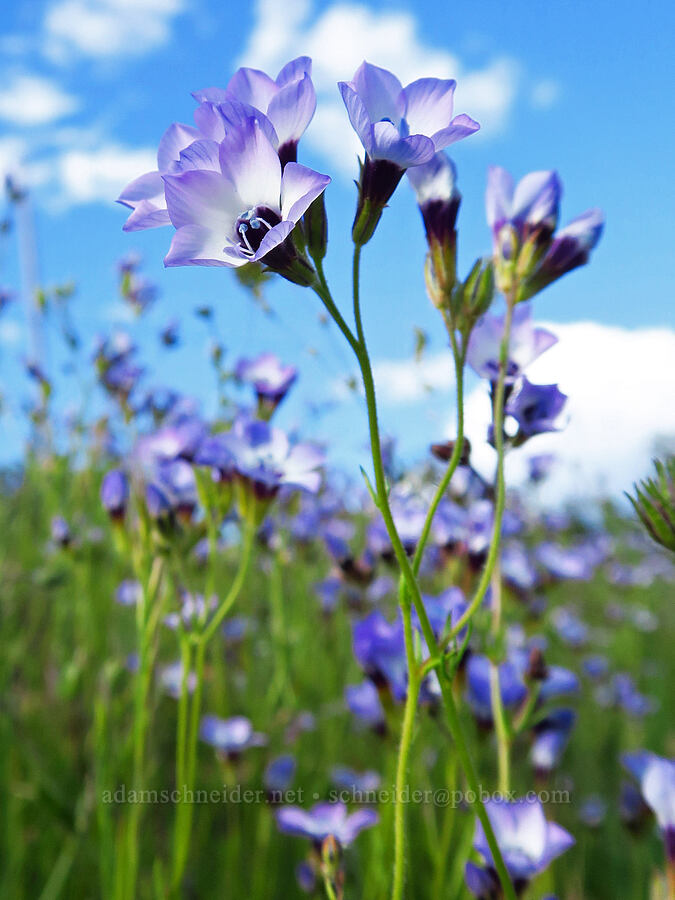 bird's-eye gilia (Gilia tricolor) [Sacramento River Bend Outstanding Natural Area, Shasta County, California]