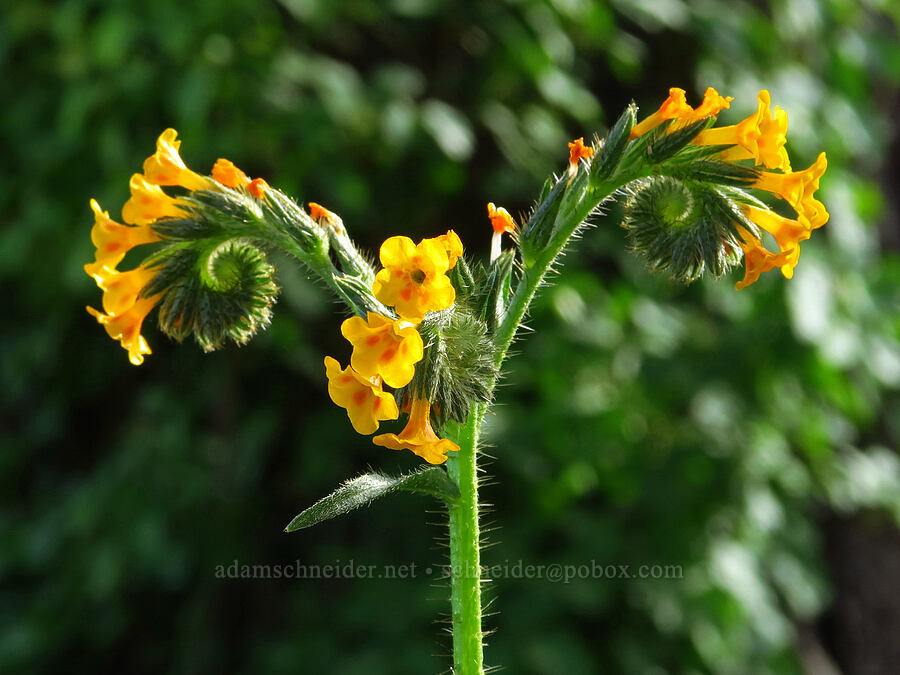 fiddleneck (Amsinckia sp.) [Sacramento River Bend Outstanding Natural Area, Shasta County, California]