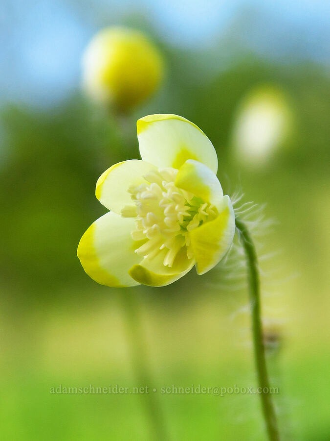 cream-cups (Platystemon californicus) [Sacramento River Bend Outstanding Natural Area, Shasta County, California]