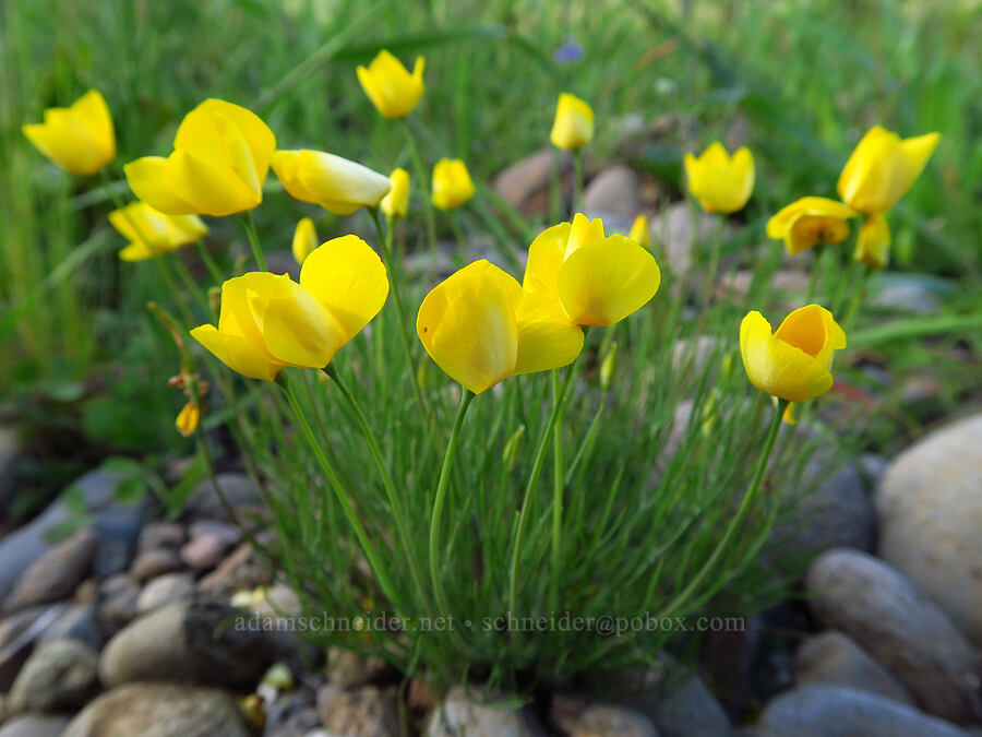 frying-pan poppies (Eschscholzia lobbii) [Sacramento River Bend Outstanding Natural Area, Shasta County, California]