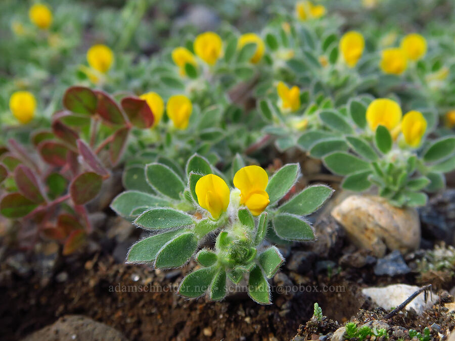 foothill deer-vetch (Acmispon brachycarpus (Lotus humistratus)) [Sacramento River Bend Outstanding Natural Area, Shasta County, California]