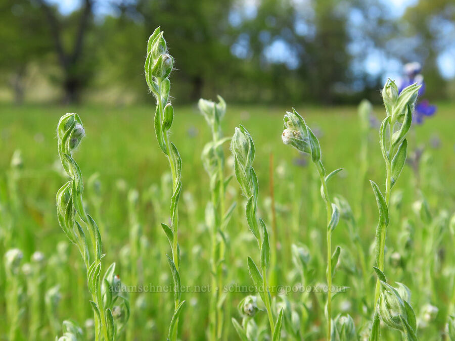 slender cotton-weed (Q-tips) (Micropus californicus) [Sacramento River Bend Outstanding Natural Area, Shasta County, California]