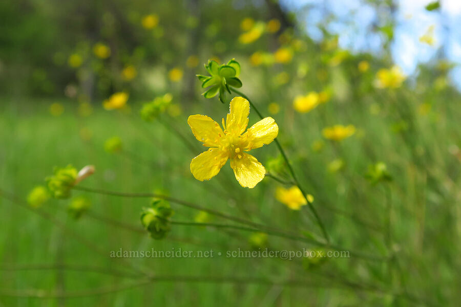 western buttercup (Ranunculus occidentalis) [Sacramento River Bend Outstanding Natural Area, Shasta County, California]