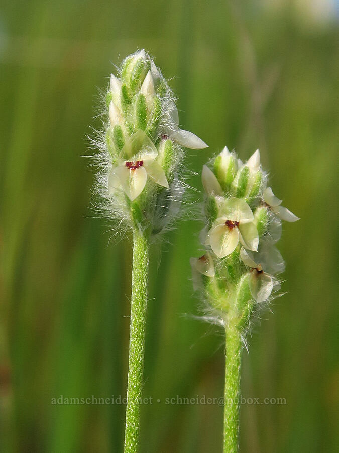 dot-seed plantain (Plantago erecta) [Sacramento River Bend Outstanding Natural Area, Shasta County, California]