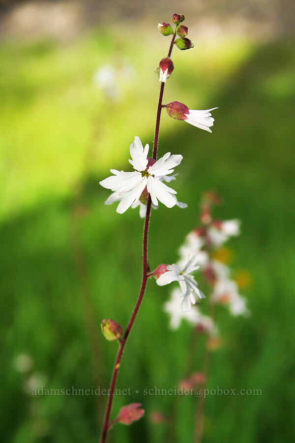 Bolander's woodland star (Lithophragma bolanderi) [Sacramento River Bend Outstanding Natural Area, Shasta County, California]