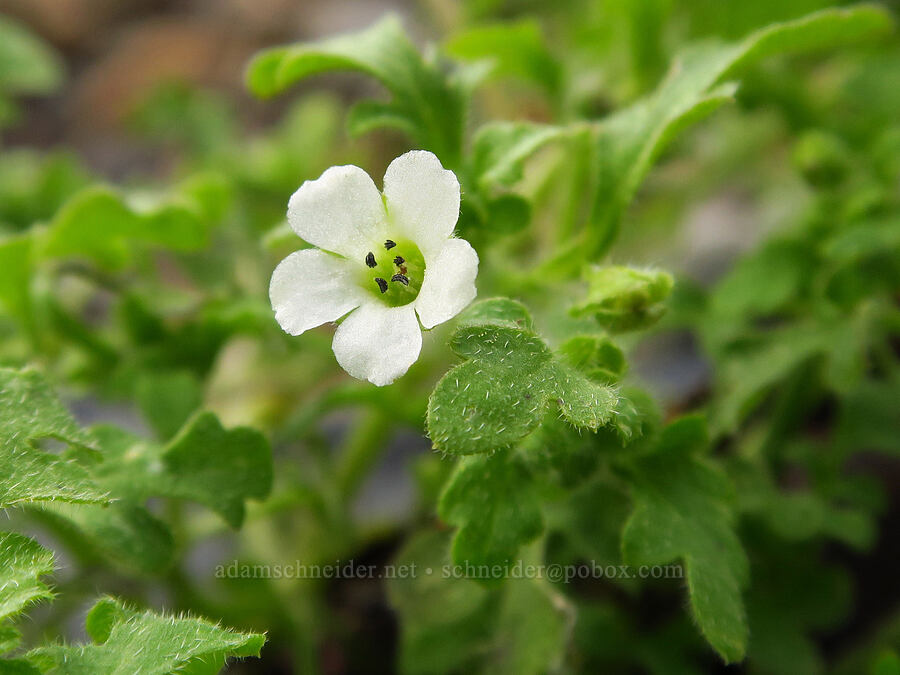 canyon nemophila (Nemophila heterophylla) [Sacramento River Bend Outstanding Natural Area, Shasta County, California]