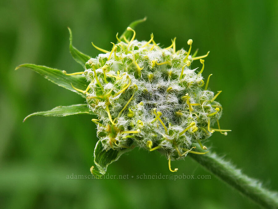 woolly-fruit desert parsley (Lomatium dasycarpum) [Sacramento River Bend Outstanding Natural Area, Shasta County, California]