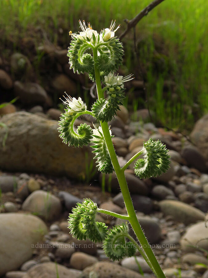 phacelia (which?) (Phacelia sp.) [Sacramento River Bend Outstanding Natural Area, Shasta County, California]