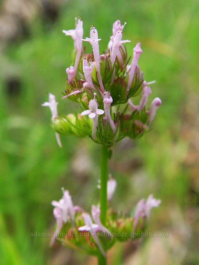 long-spur plectritis (Plectritis ciliosa) [Sacramento River Bend Outstanding Natural Area, Shasta County, California]