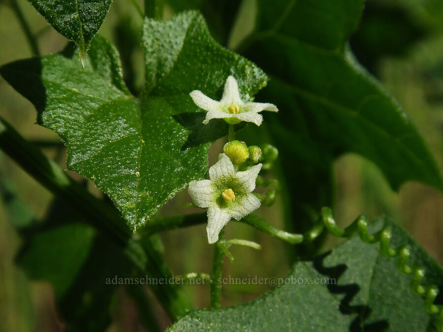 California man-root (Marah fabacea (Marah fabaceus)) [Sacramento River Bend Outstanding Natural Area, Shasta County, California]