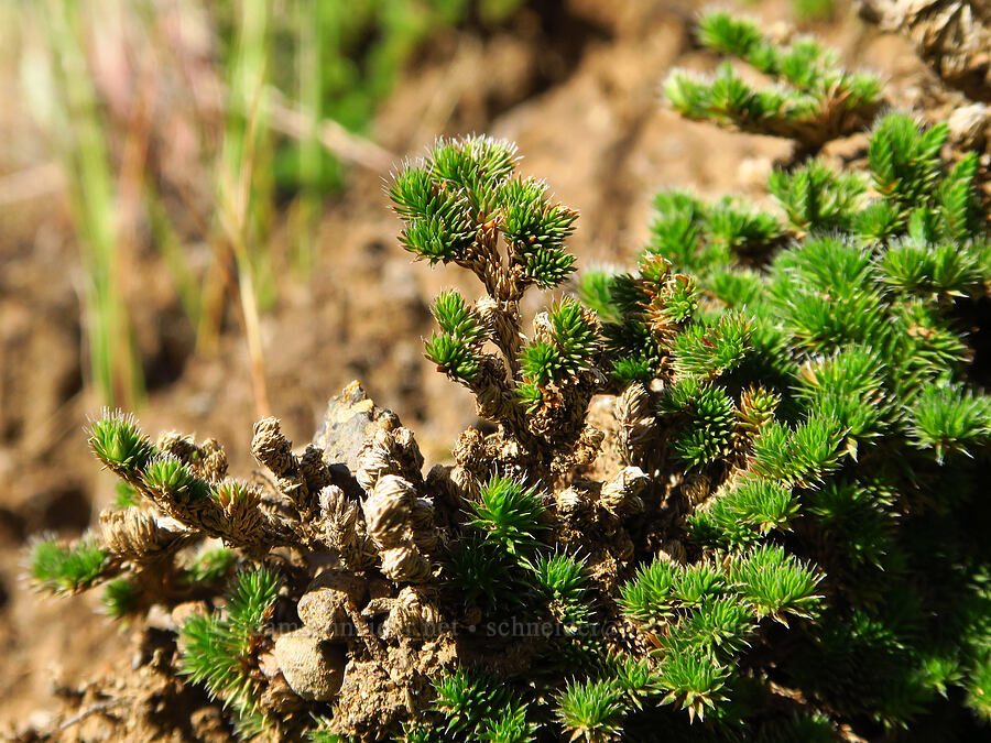 Hansen's spike-moss (Selaginella hansenii) [Sacramento River Bend Outstanding Natural Area, Shasta County, California]