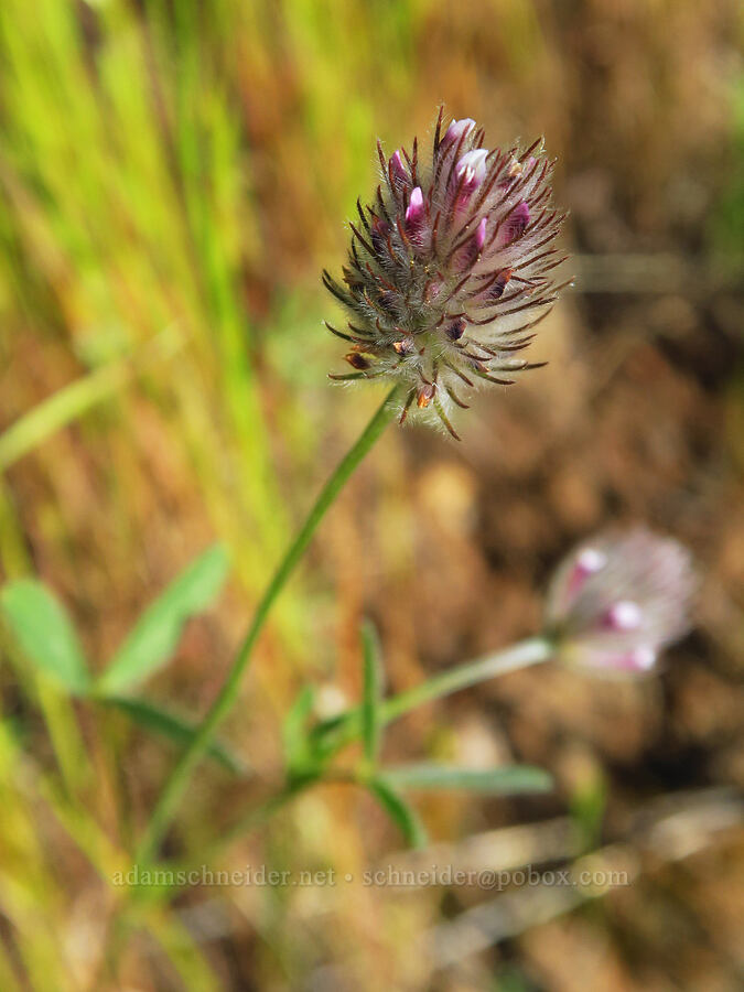 rancheria clover (Trifolium albopurpureum) [Sacramento River Bend Outstanding Natural Area, Shasta County, California]