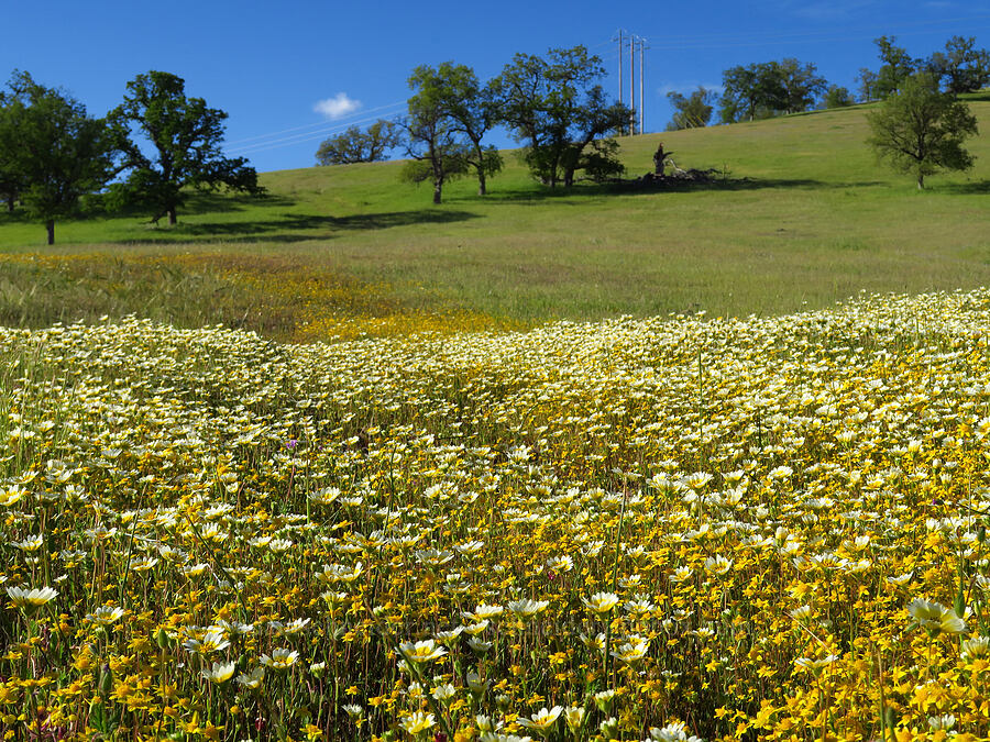 tidy-tips & gold-fields (Layia fremontii, Lasthenia sp.) [Sacramento River Bend Outstanding Natural Area, Shasta County, California]