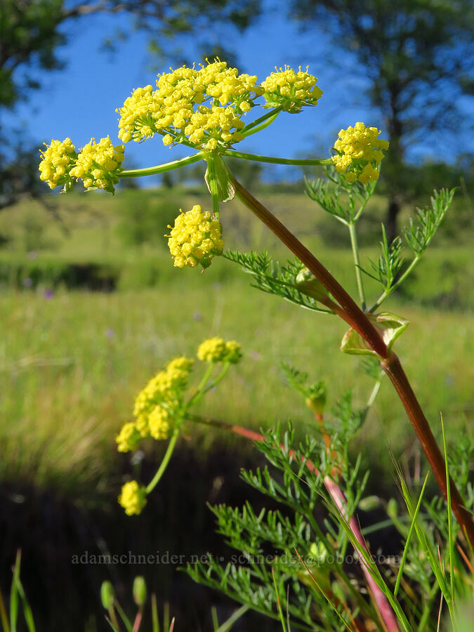 spring-gold desert parsley (Lomatium utriculatum) [Sacramento River Bend Outstanding Natural Area, Shasta County, California]