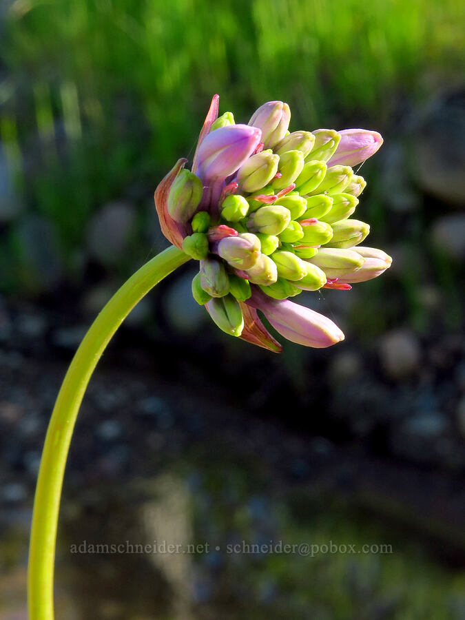 round-tooth ookow, budding (Dichelostemma multiflorum (Brodiaea multiflora)) [Sacramento River Bend Outstanding Natural Area, Shasta County, California]