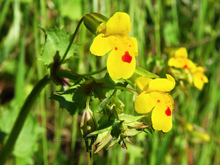 big-nose monkeyflower (Erythranthe nasuta (Mimulus guttatus var. nasutus)) [Sacramento River Bend Outstanding Natural Area, Shasta County, California]