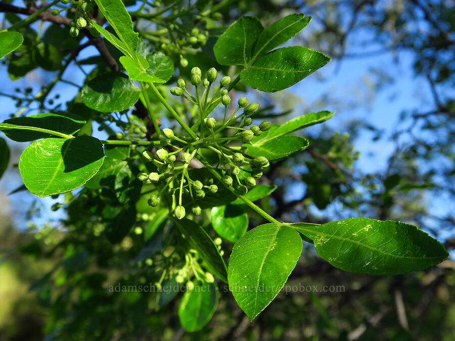 California hop-tree, budding (Ptelea crenulata) [Sacramento River Bend Outstanding Natural Area, Shasta County, California]