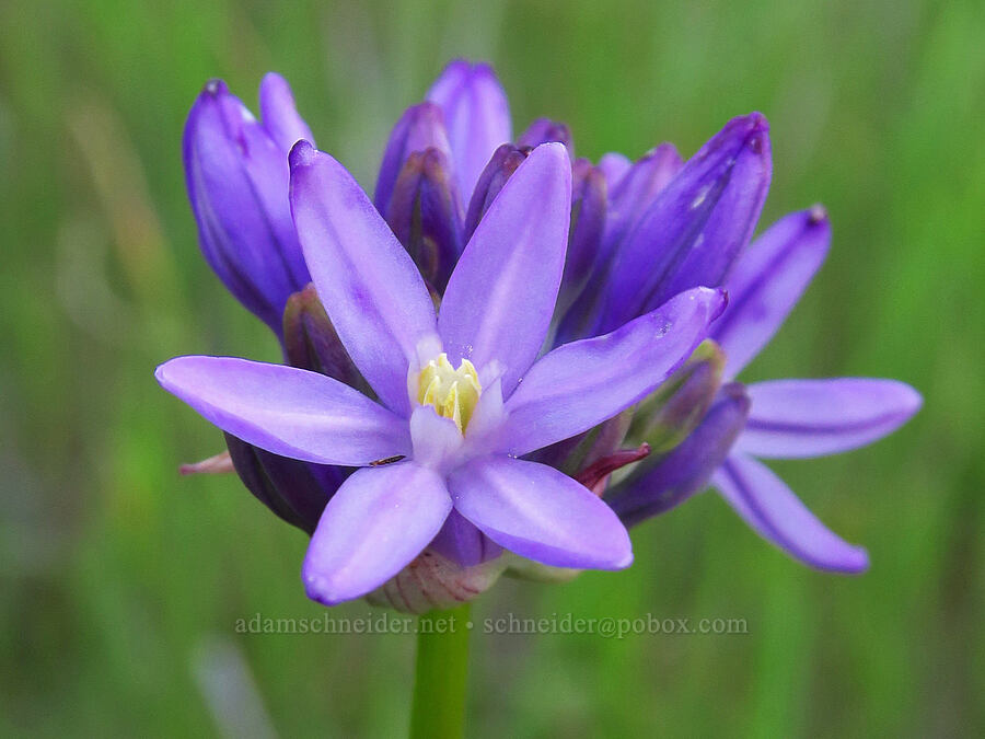 round-tooth ookow (Dichelostemma multiflorum (Brodiaea multiflora)) [Sacramento River Bend Outstanding Natural Area, Shasta County, California]