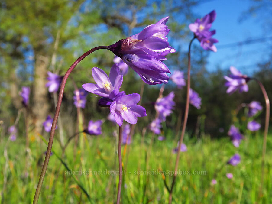 blue dicks (Dipterostemon capitatus (Dichelostemma capitatum)) [Battle Creek Wildlife Area, Shasta County, California]