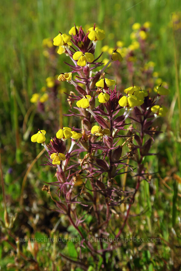 butter-and-eggs (Triphysaria eriantha ssp. eriantha (Orthocarpus erianthus)) [Battle Creek Wildlife Area, Tehama County, California]